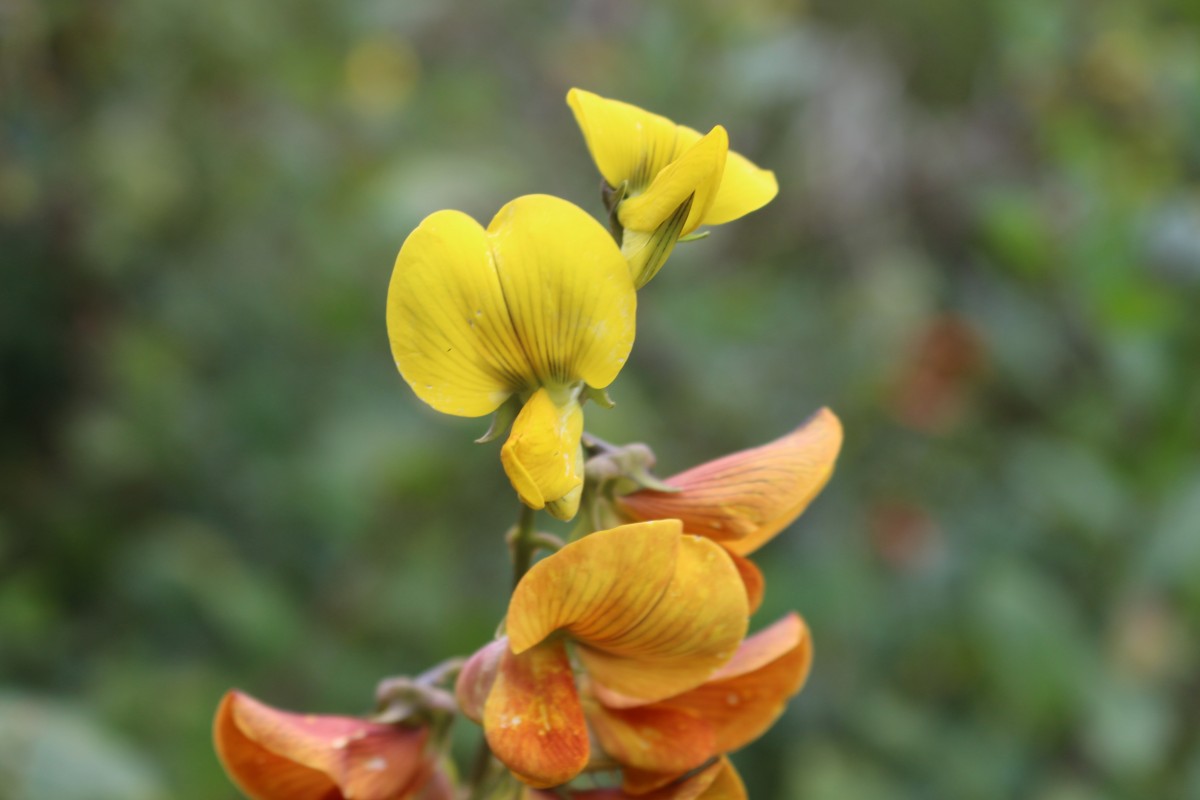 Crotalaria walkeri Arn.